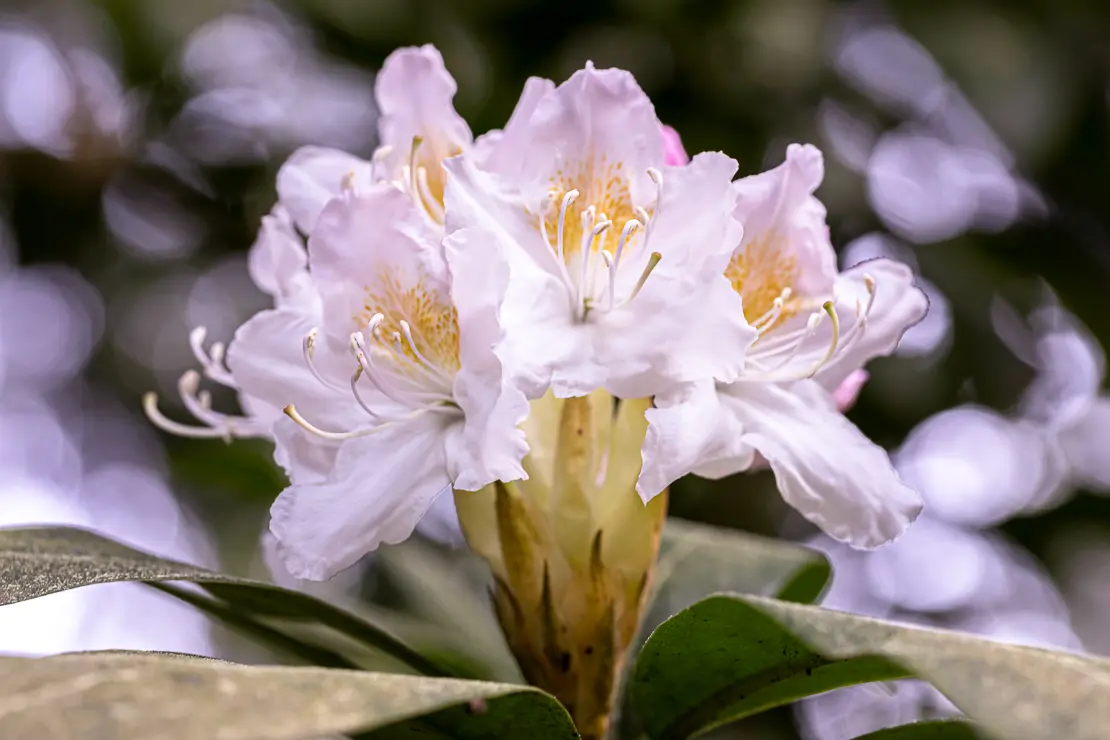 Rhododendron [1]